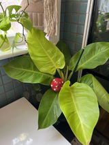 Heather Simpson review photo