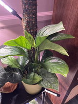 Heather Simpson review photo