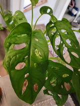 C.H. review photo