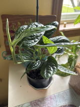 Jeannie Werla review photo