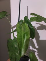 B Garcia review photo