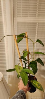 Shelley Winkels review photo