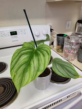Chad Shields review photo