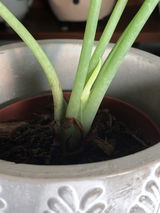 Jessica Nutt review photo