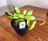 Judy Phillips review photo