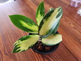 Judy Phillips review photo
