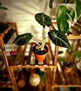 Jaime Trevino review photo
