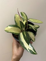 R Narciso review photo