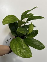 Cierra W. review photo
