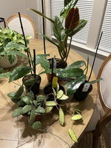 Andrea review photo