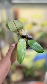 The Southern Plant Lady review photo