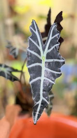 The Southern Plant Lady review photo