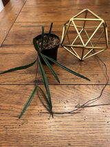 Megan Savage review photo