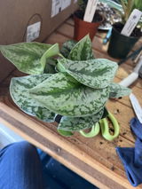 Nicole Ortiz review photo