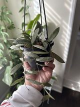 Misszann review photo