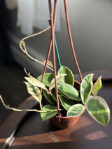 Crissy review photo