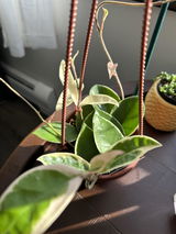 Crissy review photo