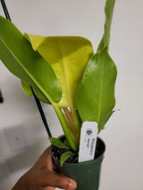 T.T. review photo