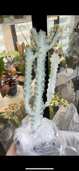 Jessica Marrufo-Godfrey review photo