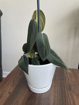 David Wright review photo