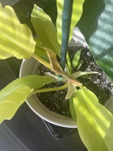 Tiffhany Bell review photo