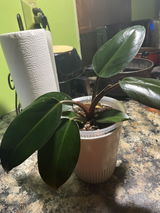 Vanessa Johnson review photo