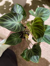 Erin Fults review photo