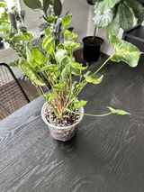 Ebeni Brooks review photo