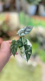 The Southern Plant Lady review photo