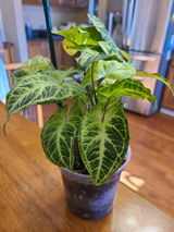 Circe Zamora review photo