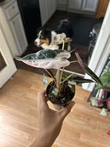 Veronica Ochoa review photo