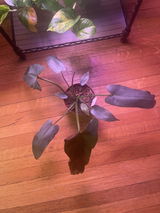 Rachel Limberopoulos review photo