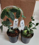 Shelley Winkels review photo