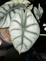 Jenna S. review photo