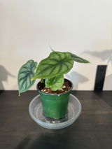 A.S. review photo