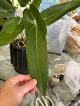 C.H. review photo