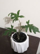 Jason Green review photo