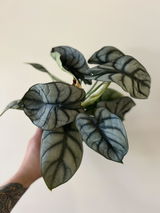 Edlyn Rodriguez review photo