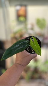 The Southern Plant Lady review photo