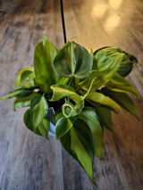Jessica Durkee review photo
