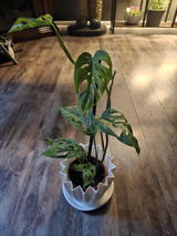 Jessica Durkee review photo