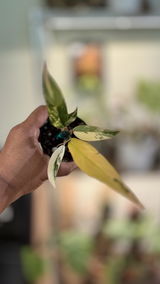 The Southern Plant Lady review photo