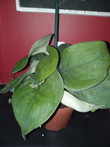L. review photo
