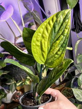 Gabrielle Russell review photo