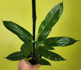 Kali French review photo