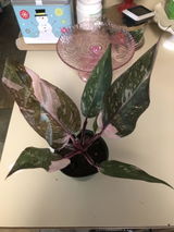 AMQ review photo