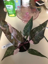 AMQ review photo