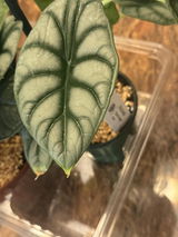Anesa review photo