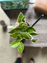 A.S. review photo