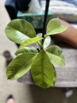 A.S. review photo
